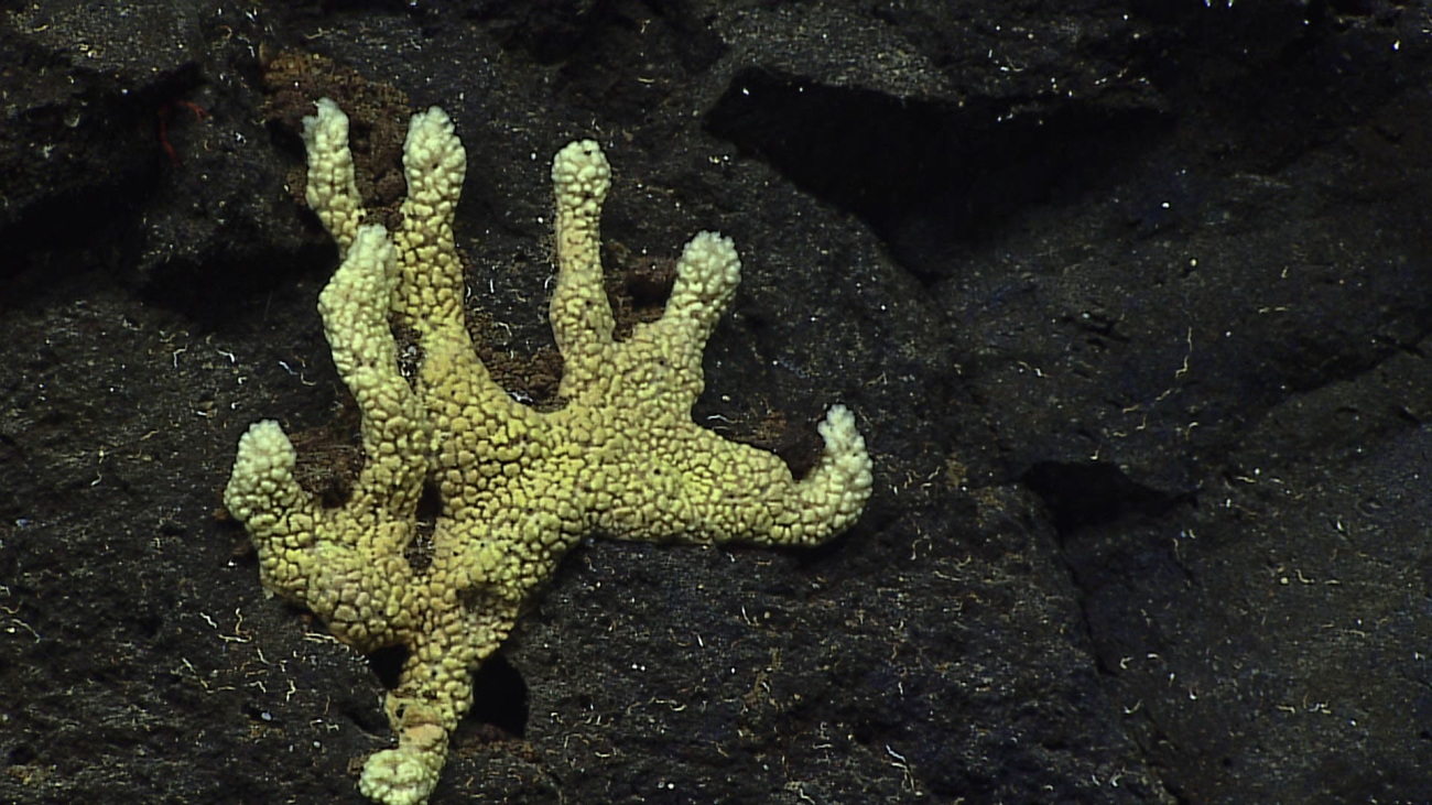 Looks like a very sick starfish but is a yellow branching demosponge