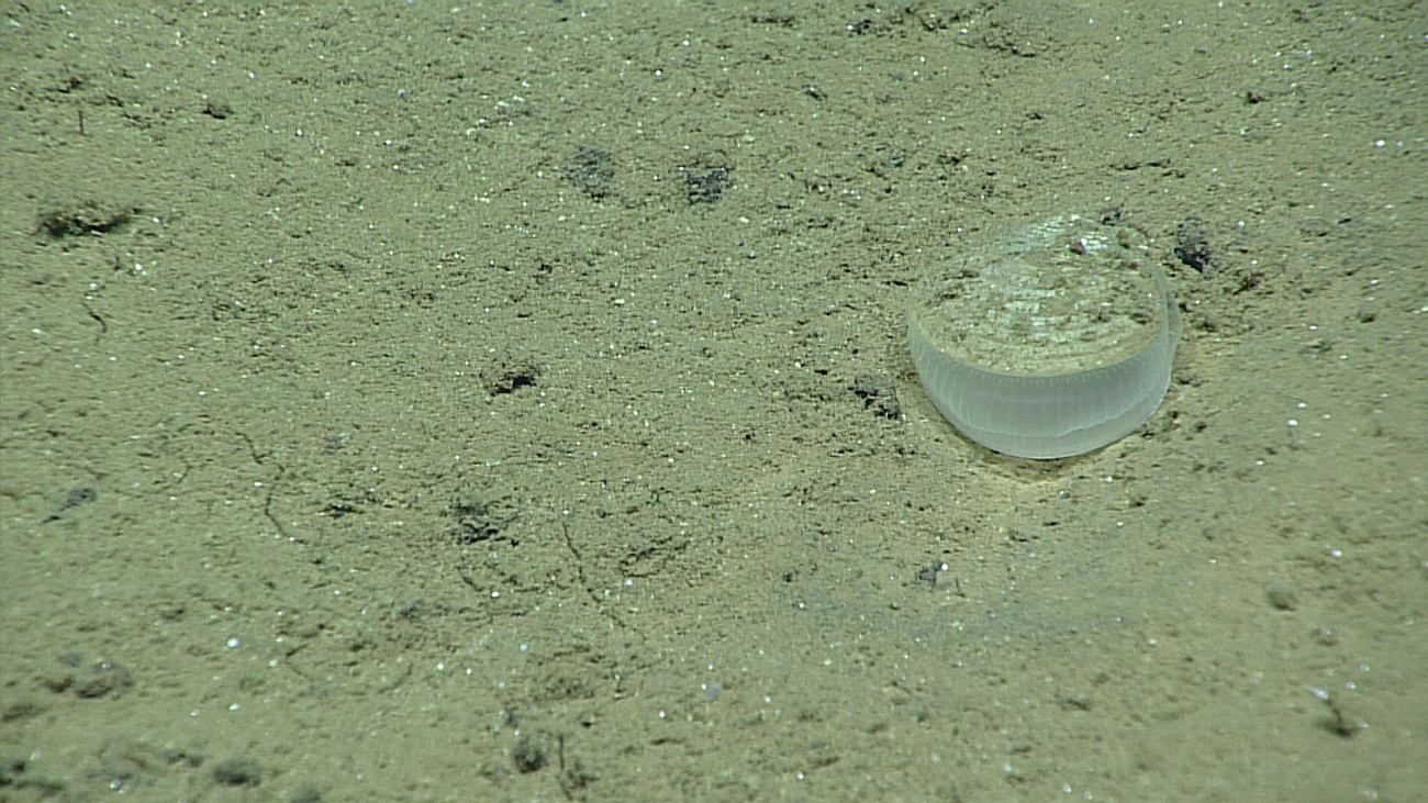 A bivalve on the seafloor - possibly a type of scallop - family Pectinidae