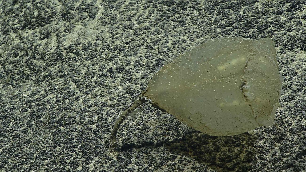 A  tunicate - family Pyuridae, Culeolus sp
