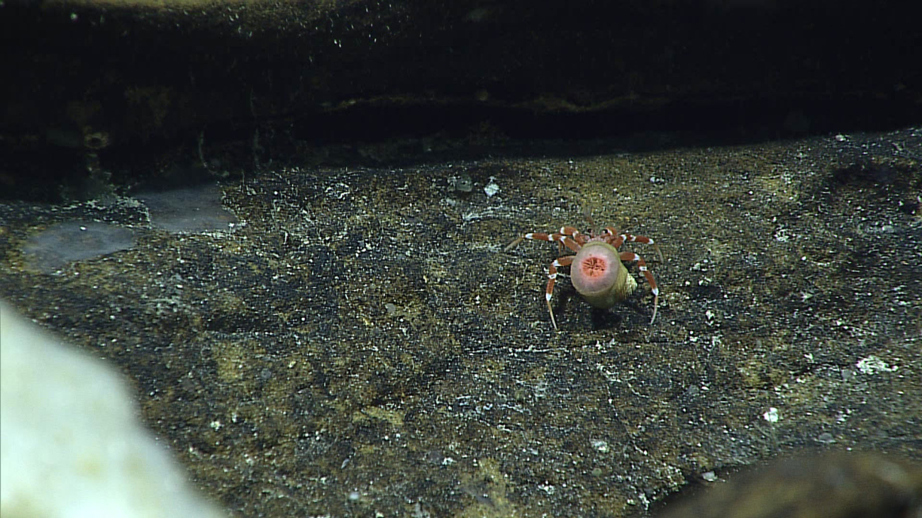 A crab - family Parapaguridae - with associated anemone