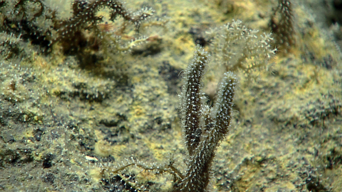 Hydroids - family Hydroidolina