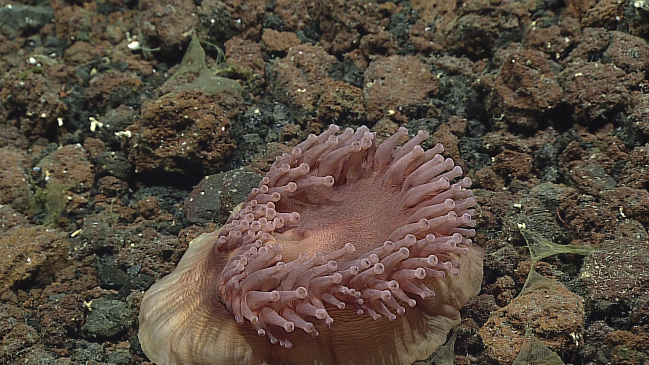An anemone - family Exocoelactis sp
