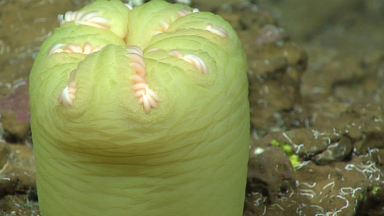 An anemone - family Actinernidae, Isactinernus cf quadrimaculatus