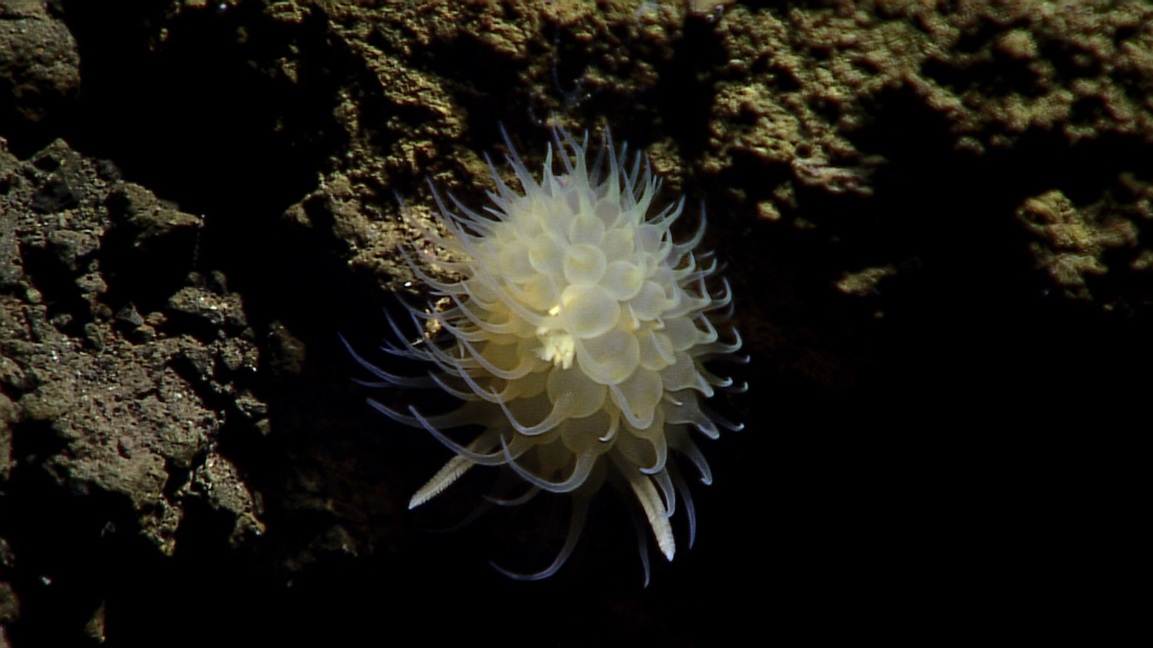 This bizarre creature appears to be an anemone but the antennas protruding inthe lower part of the image indicate it might be a bizarre nudibranch or otheror other type of creature
