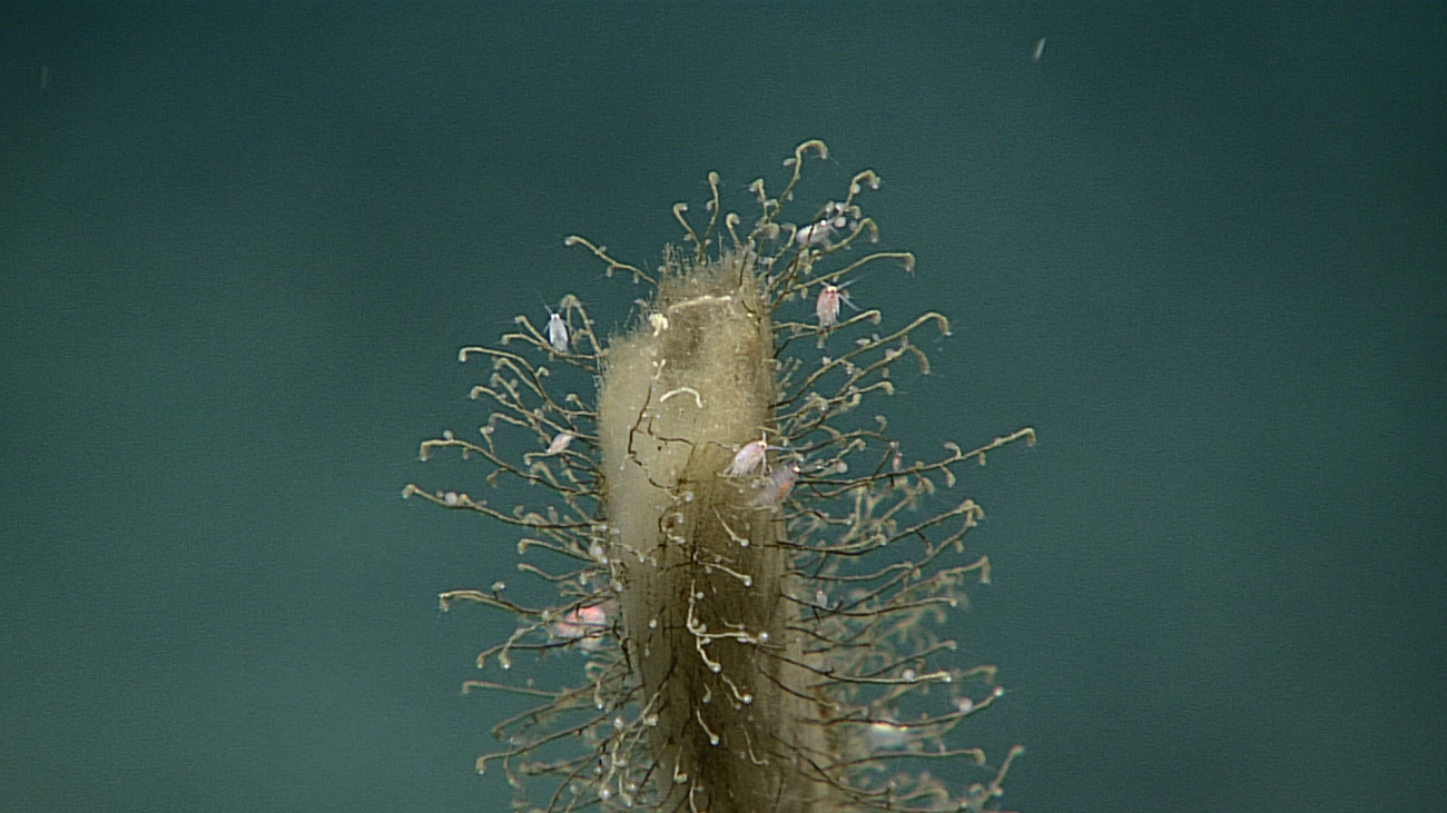 Amphipods and hydroids on a dead sponge stalk