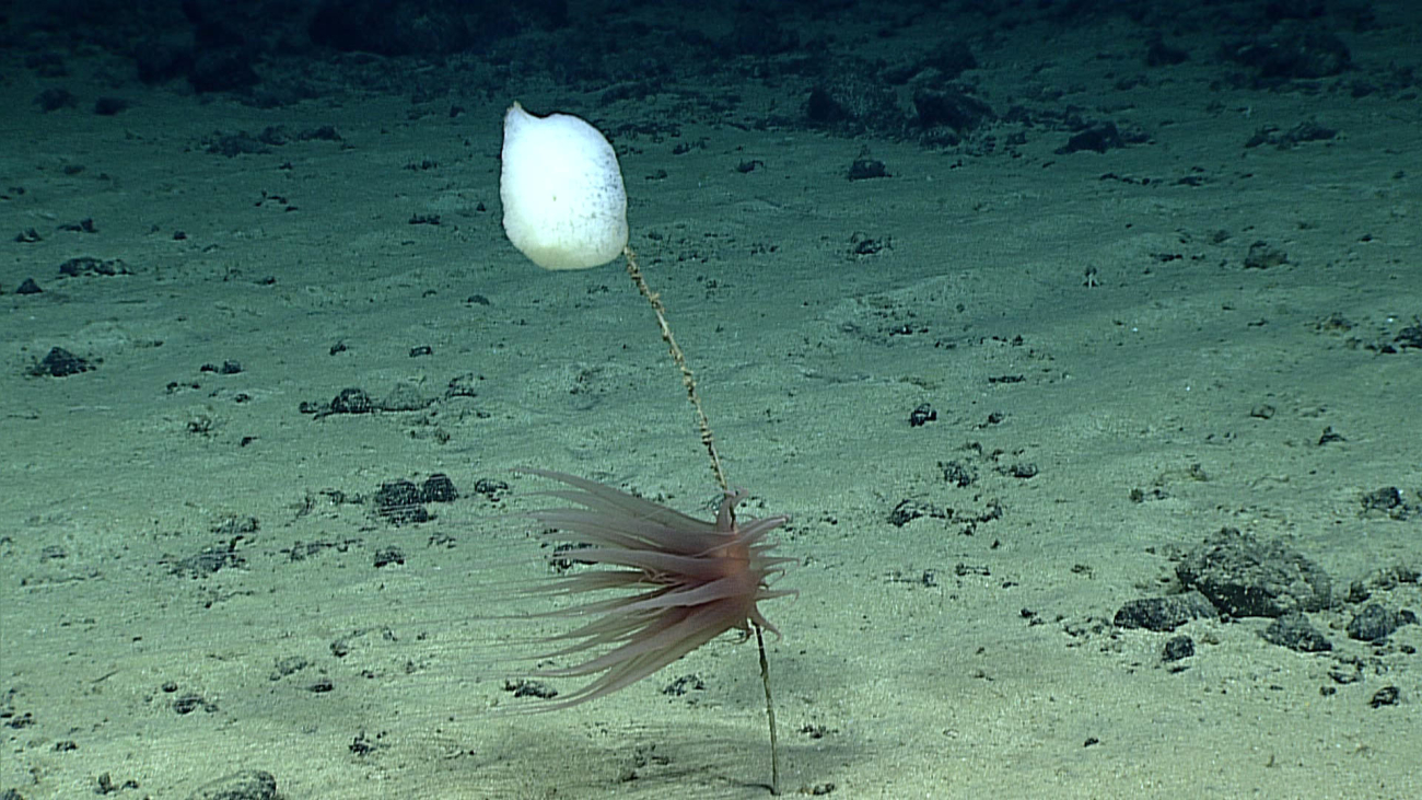 A large anemone? ctenophore? attached to a sponge stalk