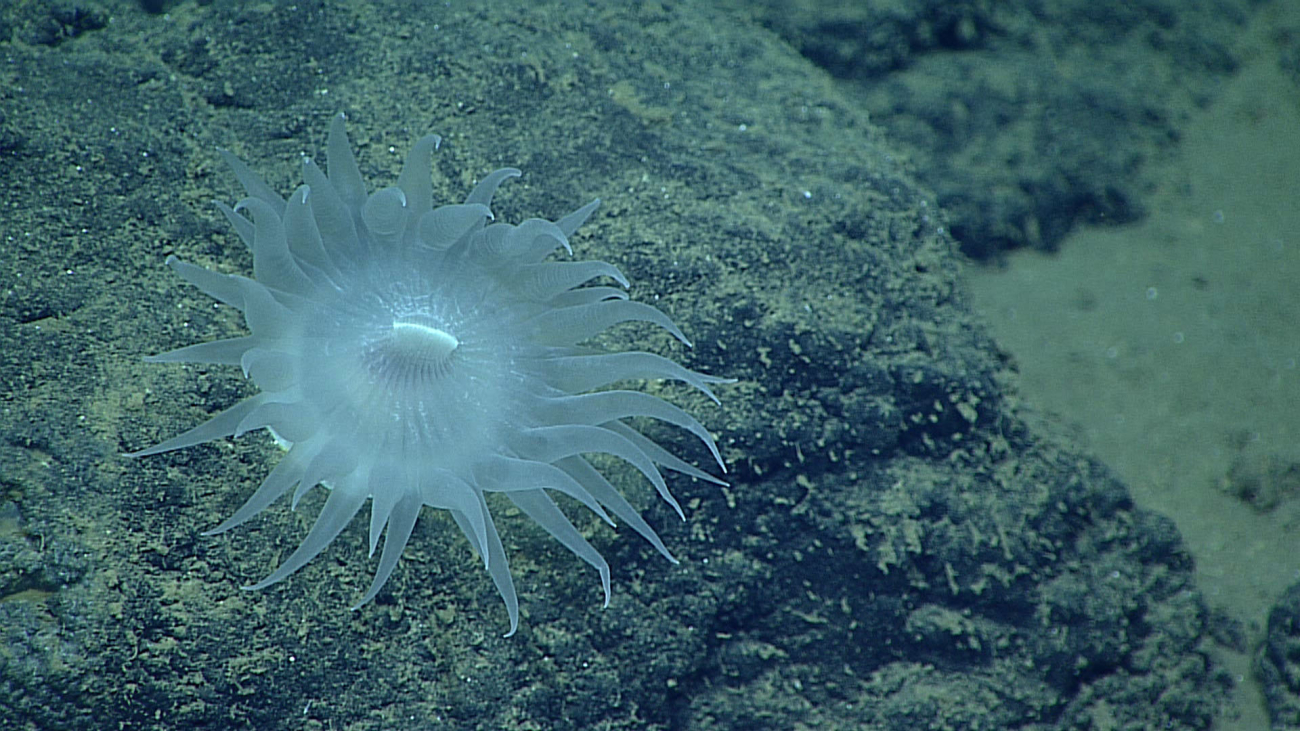 A white nearly translucent anemone