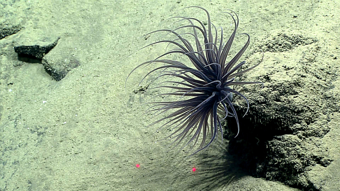 A large black anemone