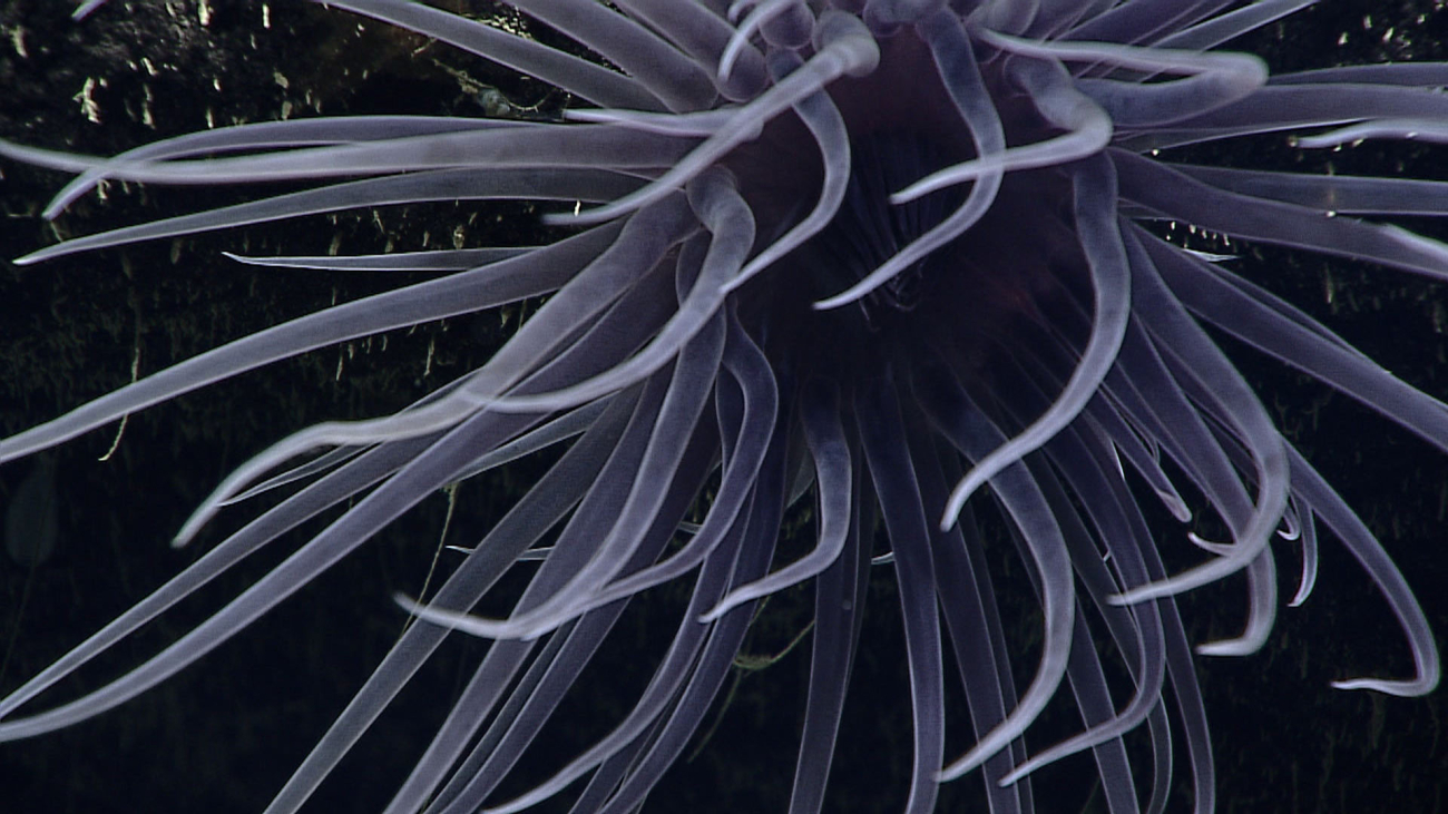 Closeup of the tentacles of the anemone seen in image expn7320