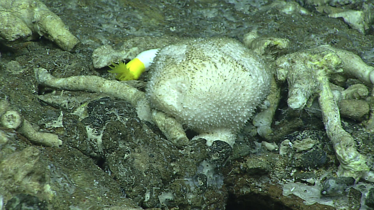 Sponge - class Demospongiae - amidst large dead coral branches