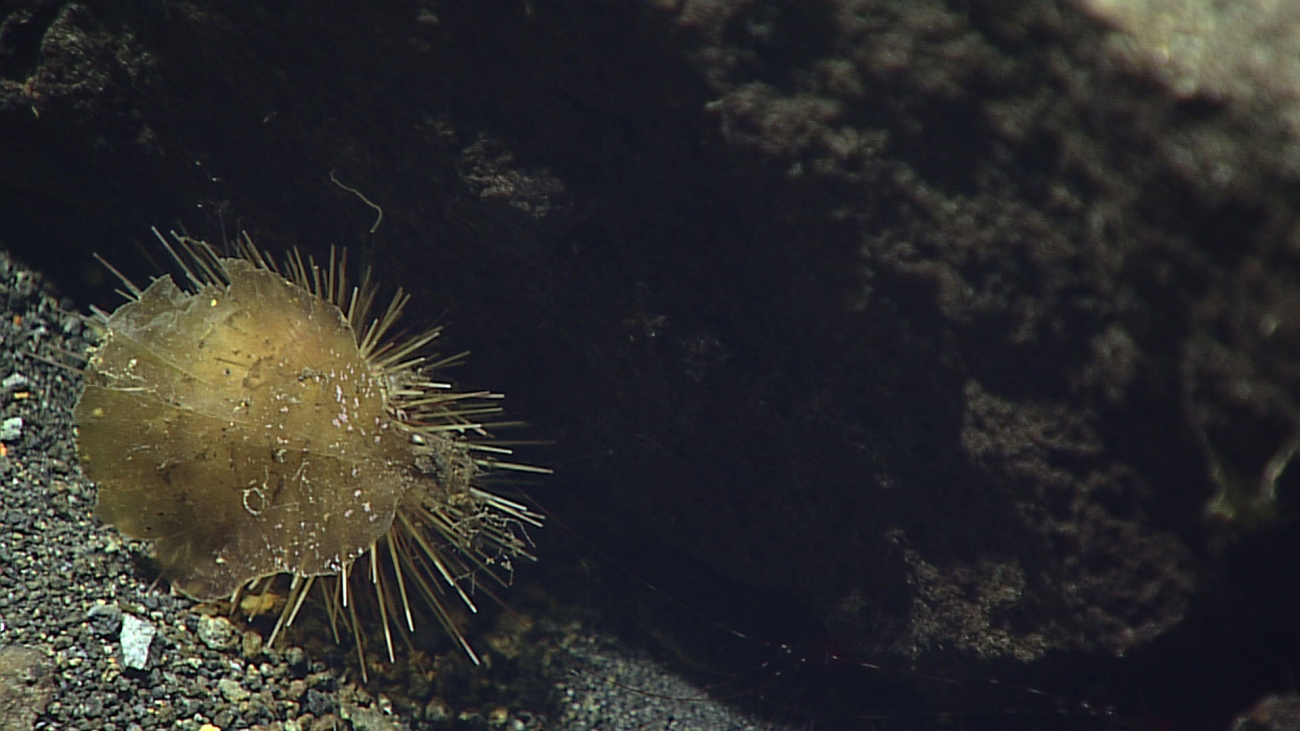 Another urchin with associated disc similar to those seen in images expn7683 and expn7684