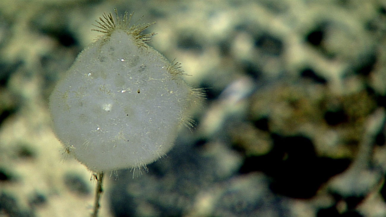 Stalked sponge - similar to Caulophacus or Caledoniella
