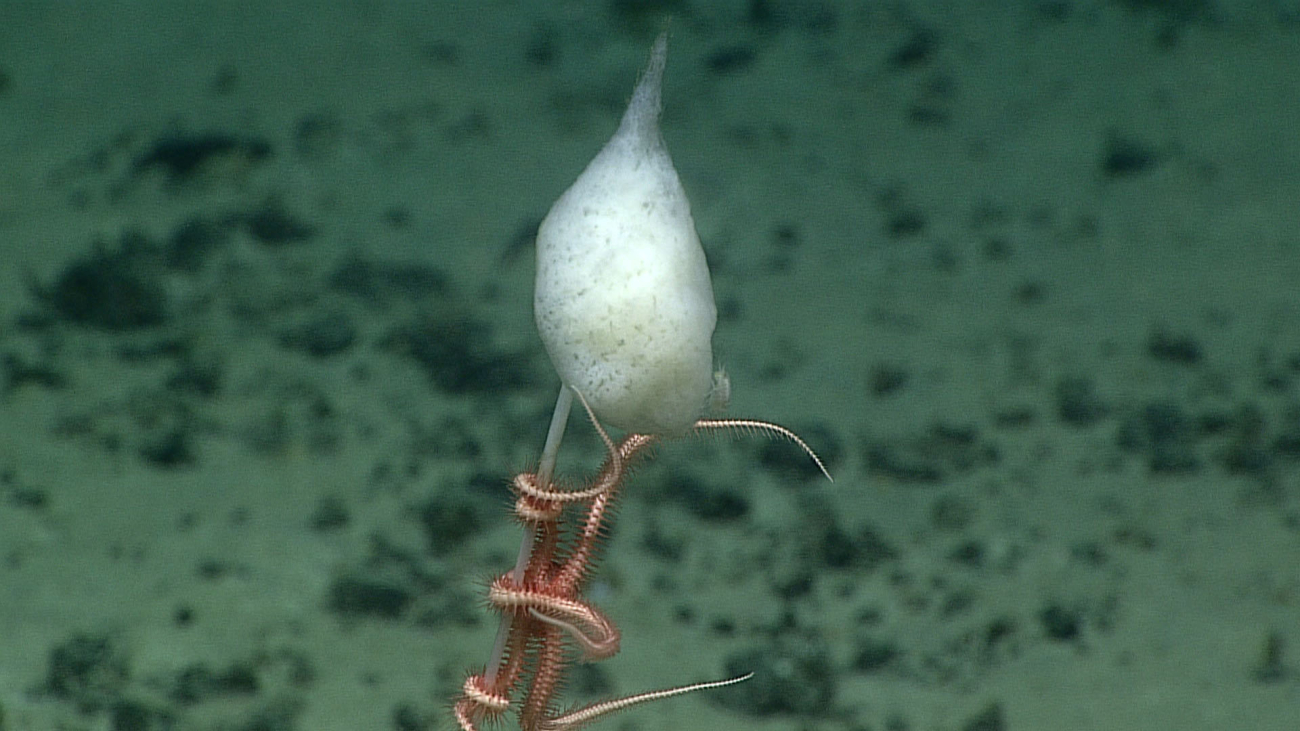 A small distinctive shaped stalked sponge with amphipods on the stalk andophiuroid brittle star below