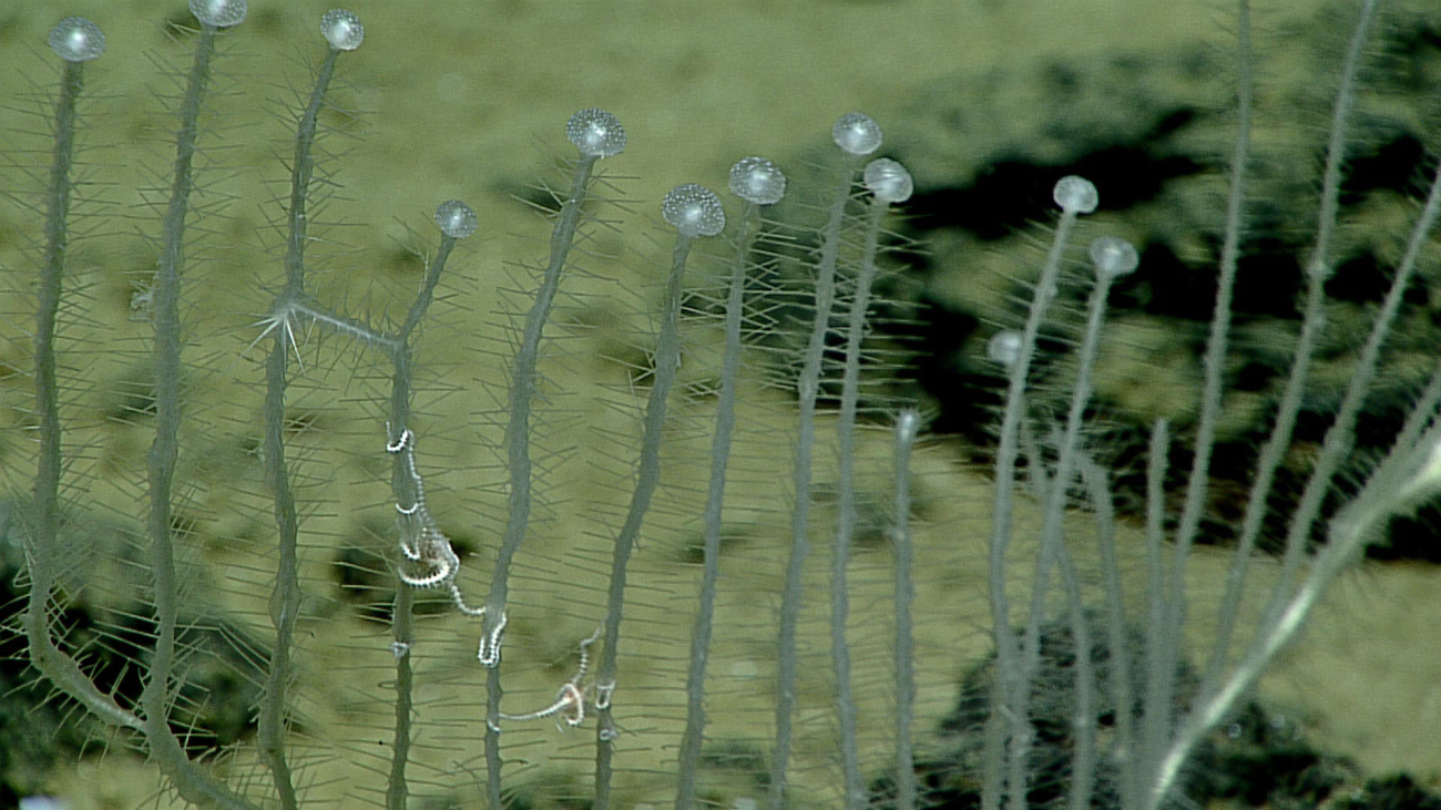 Carnivorous sponge - family Cladorizhidae, similar to Chondrocladia lyra