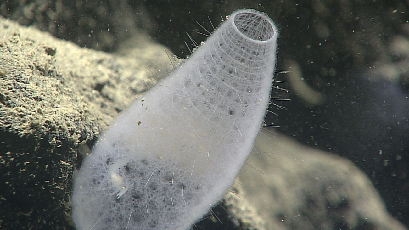 Euplectellid vase sponge with trapped life-long shrimp seen inside