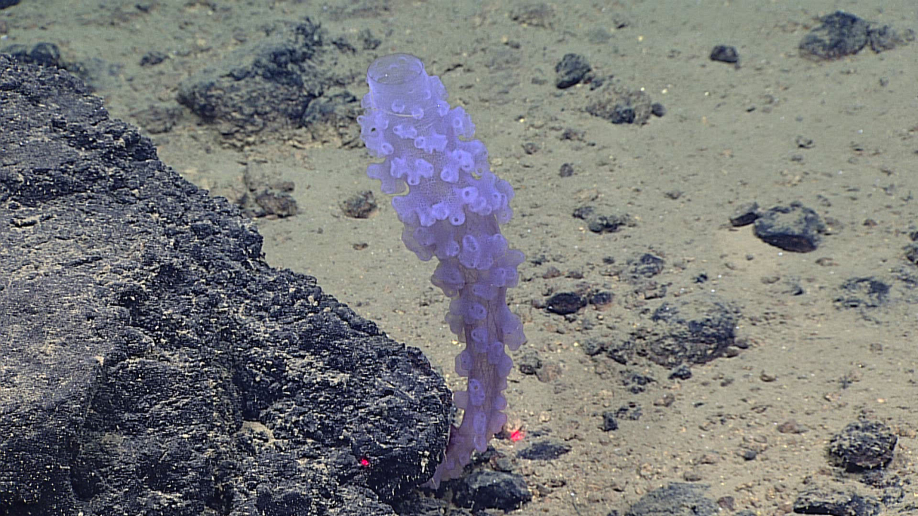 A purple glass sponge - Family Euplectellidae, subfamily Corbitellinae