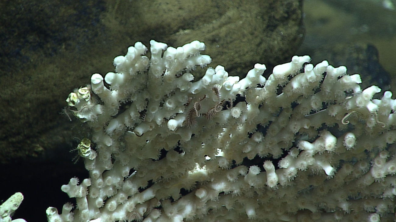 Scleractinian coral - Enallopsammia rostrata