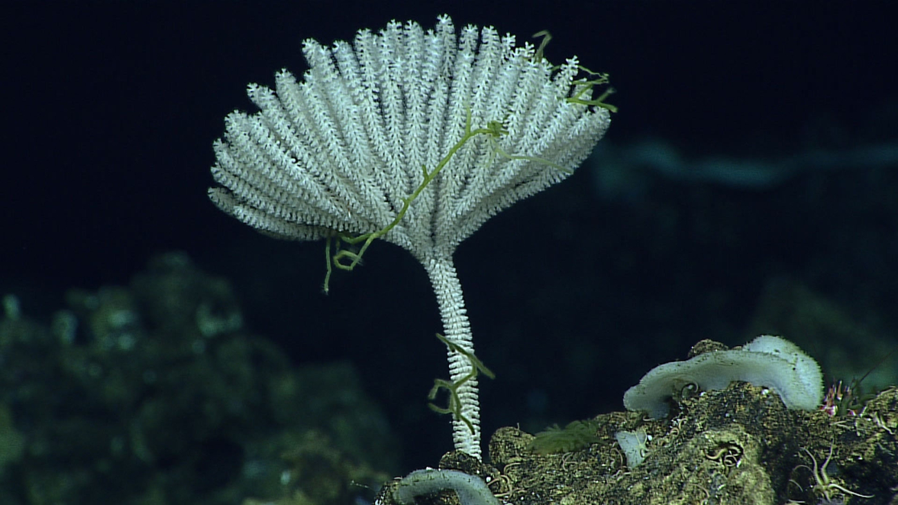 Primnoid coral - family Primnoidae, Narella sp
