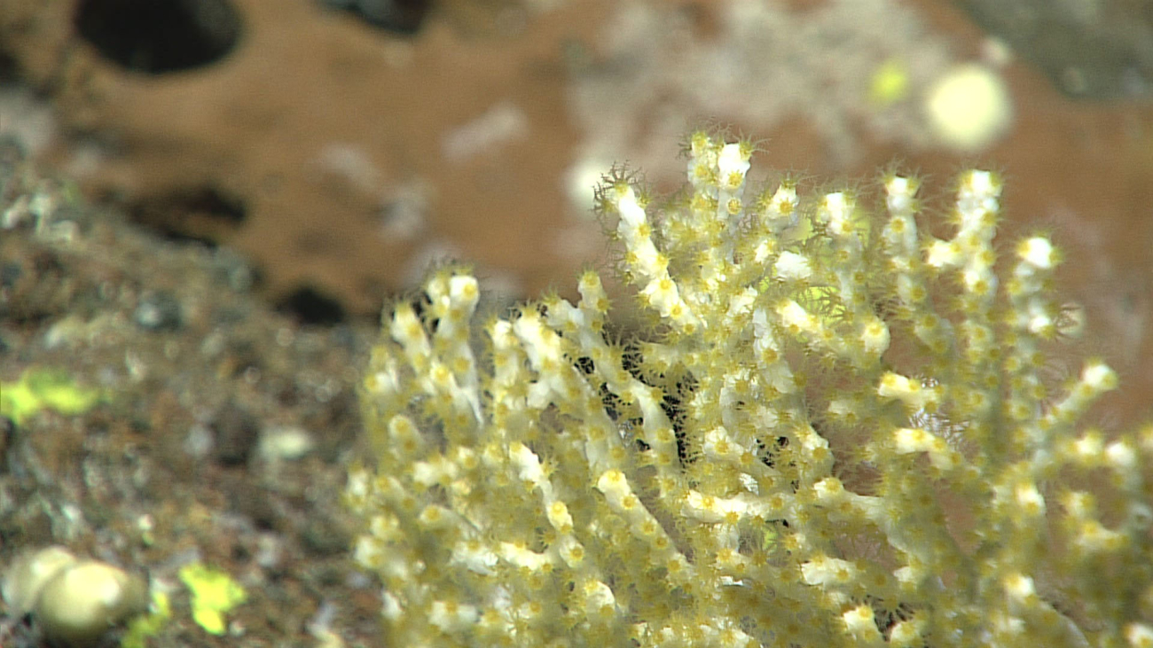 White octocoral with yellow polyps - family Plexauridae, Paracis sp