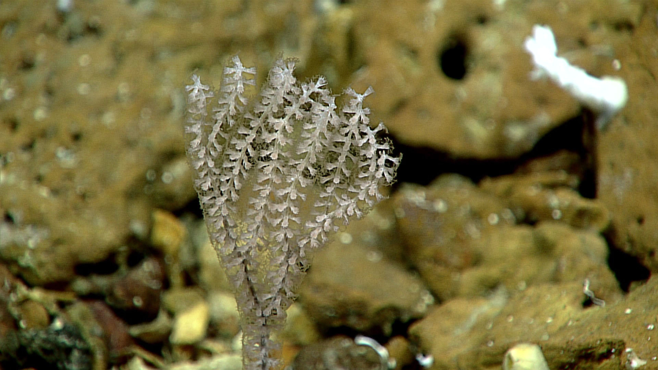 Octocoral - family Primnoidae, Narella sp