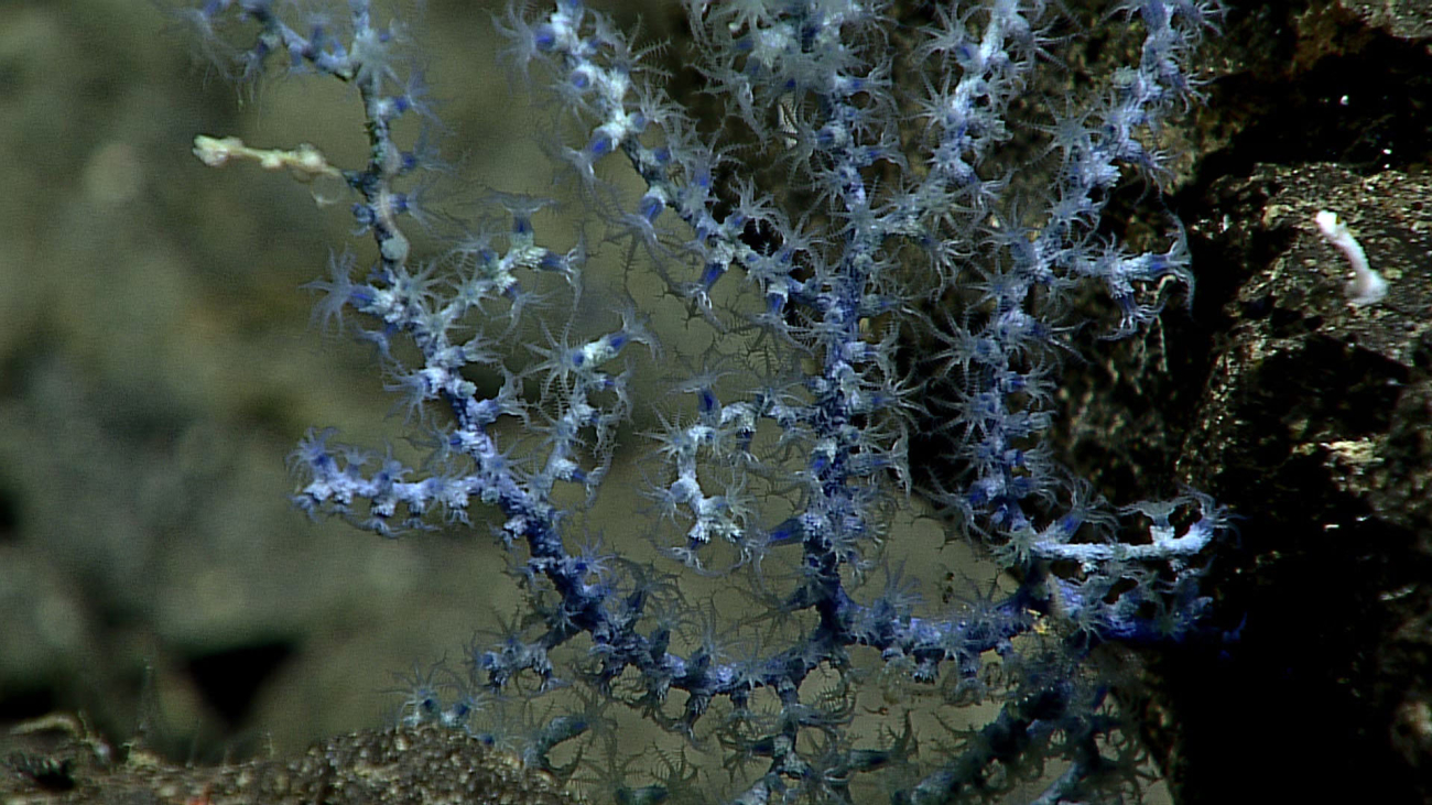 A beautiful blue coral - scientists debated whether a Plexaurid coral or anAntothelid coral