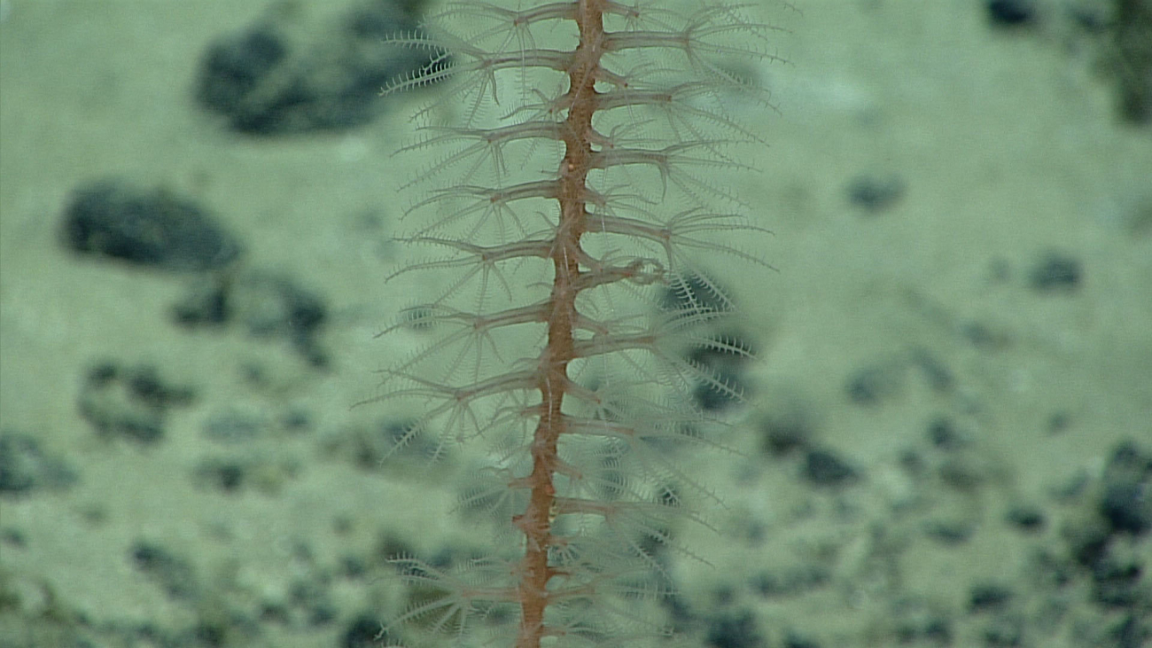 A sea pen with brown stalk and translucent polyps