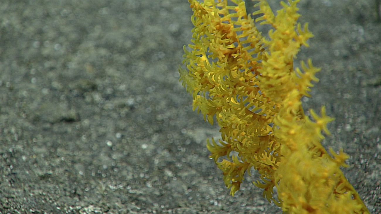 Yellow antipatharian coral - Stauropathes sp