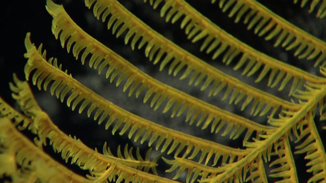 Yellow antipatharian coral - Stauropathes sp