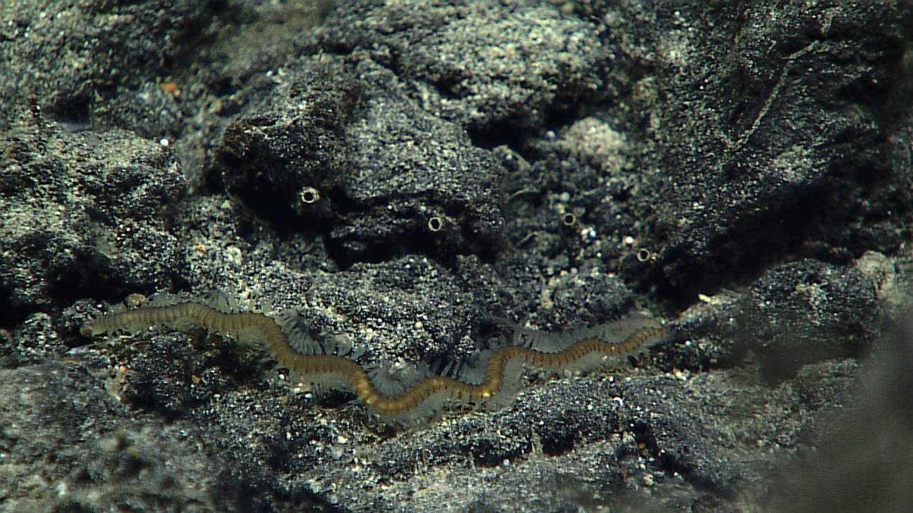 A large polychaete worm