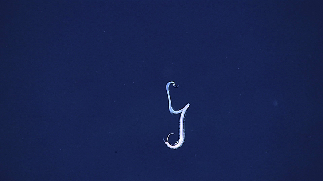 A swimming polychaete in epitoky