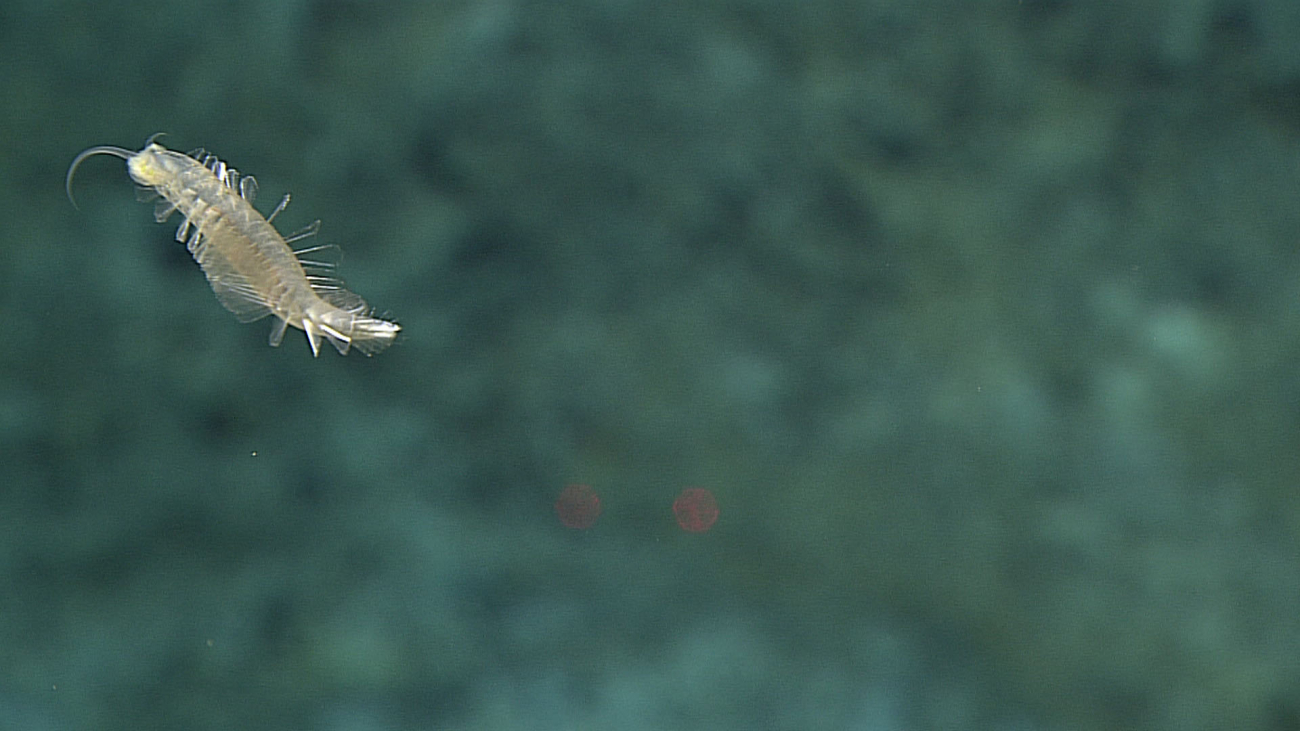 Upside down swimming polychaete worm