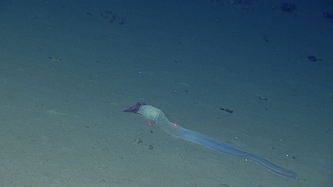 Enteropneust acorn worm at 5539 meters depth