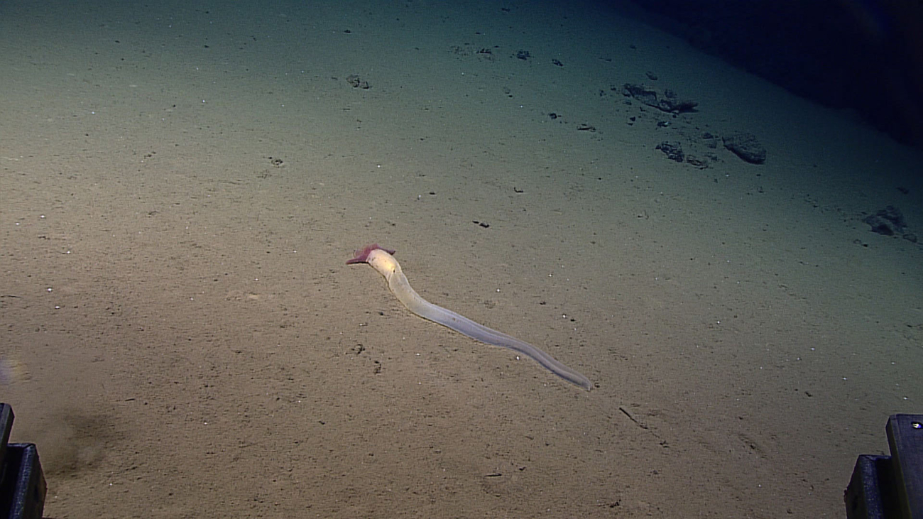 Enteropneust acorn worm at 5539 meters depth