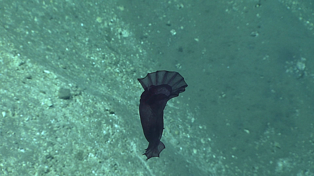 A blackish purple swimming holothurian