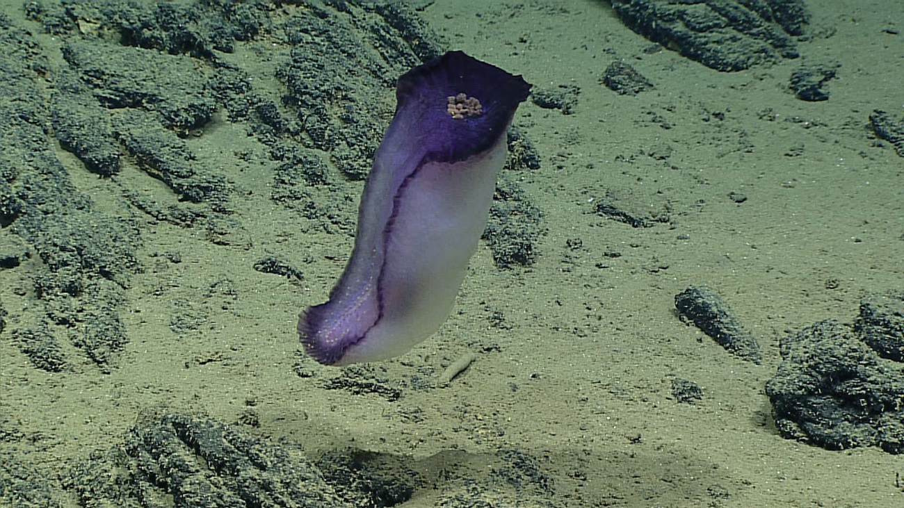 A purple and white holothurian swimming