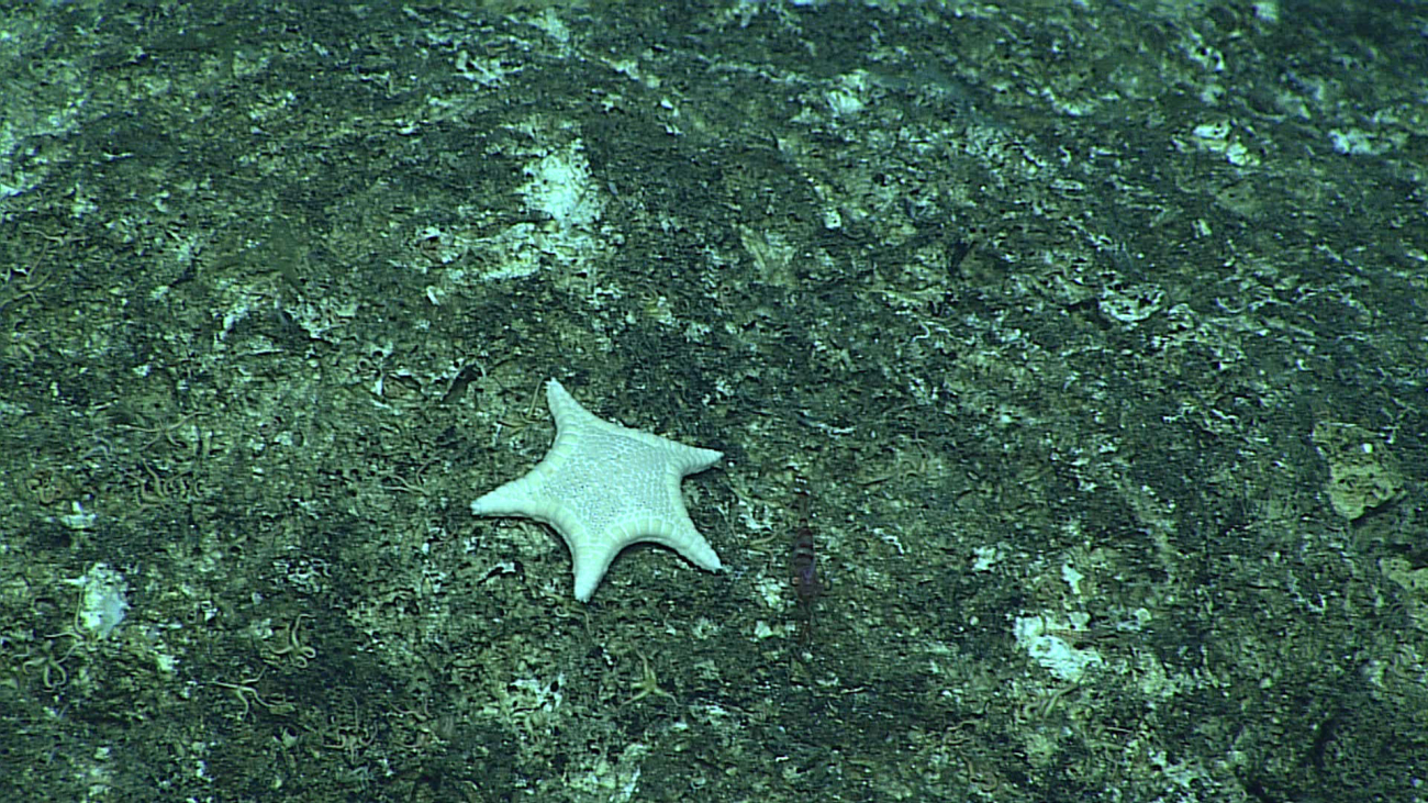 Starfish - family Goniasteridae