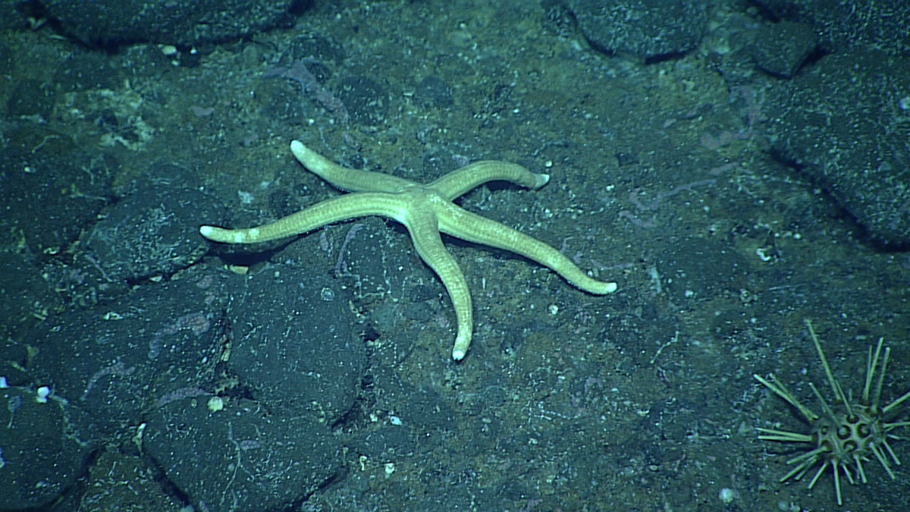 A white starfish - family Ophidiasteridae