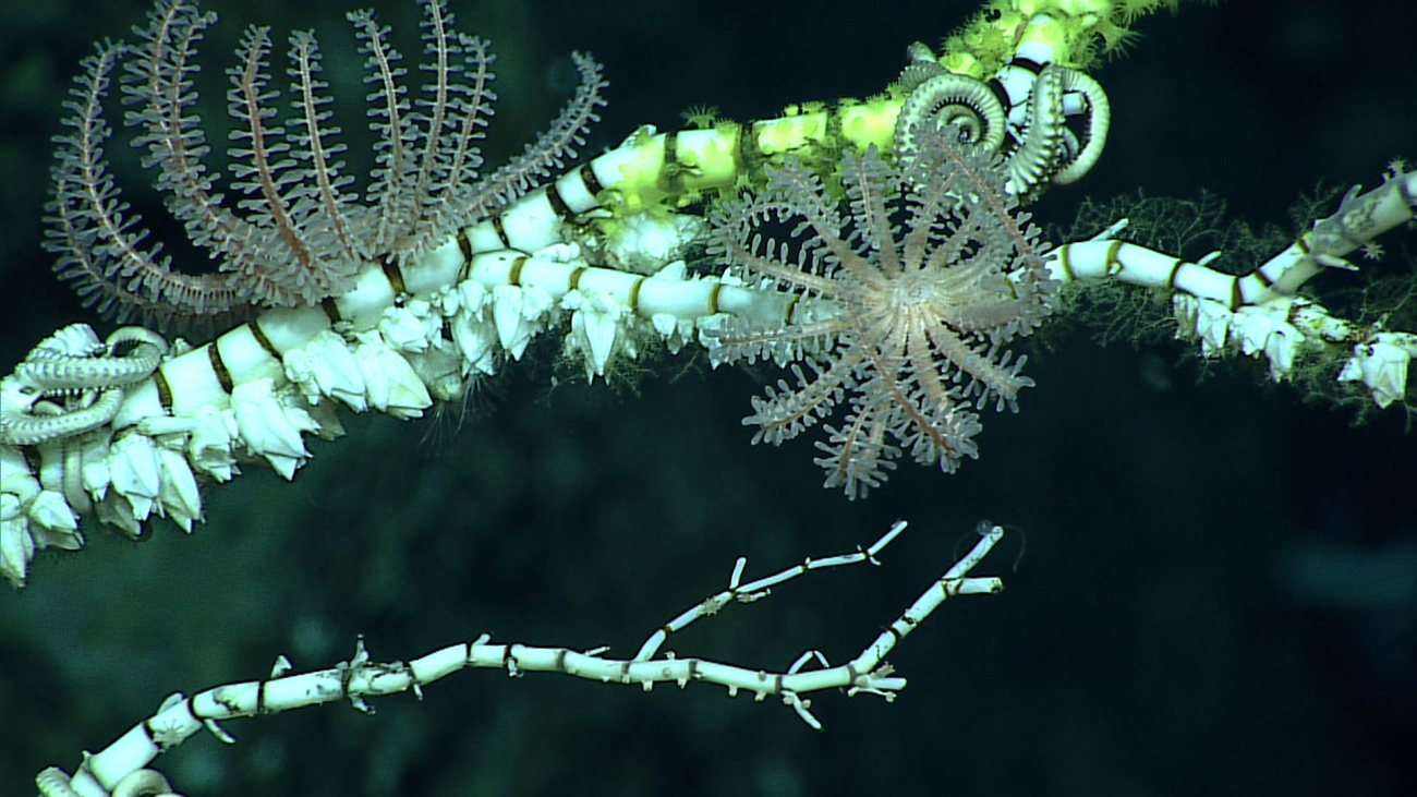 Two small brisingid starfish on a robust octocoral - family Isididae