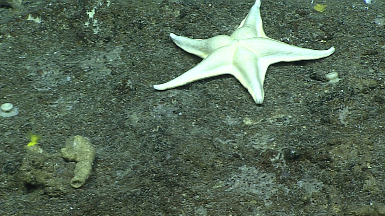 A white goniasterid starfish