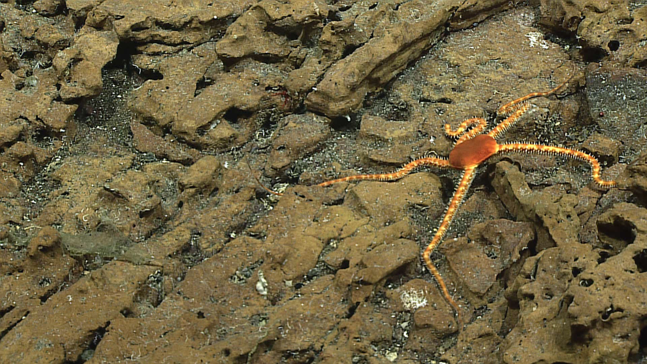Brittle star - family Ophiuridae