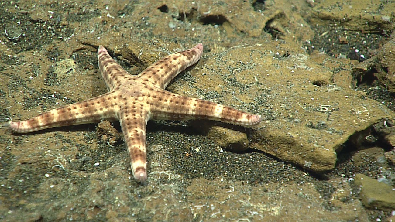 A starfish - family Ophidiasteridae, Tamaria sp