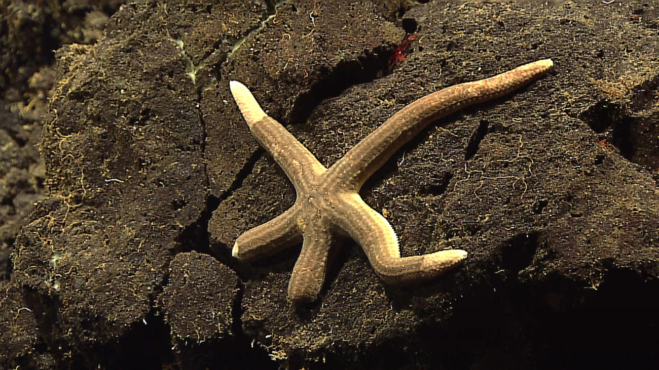 Starfish - family Ophidiasteridae, Tamaria sp