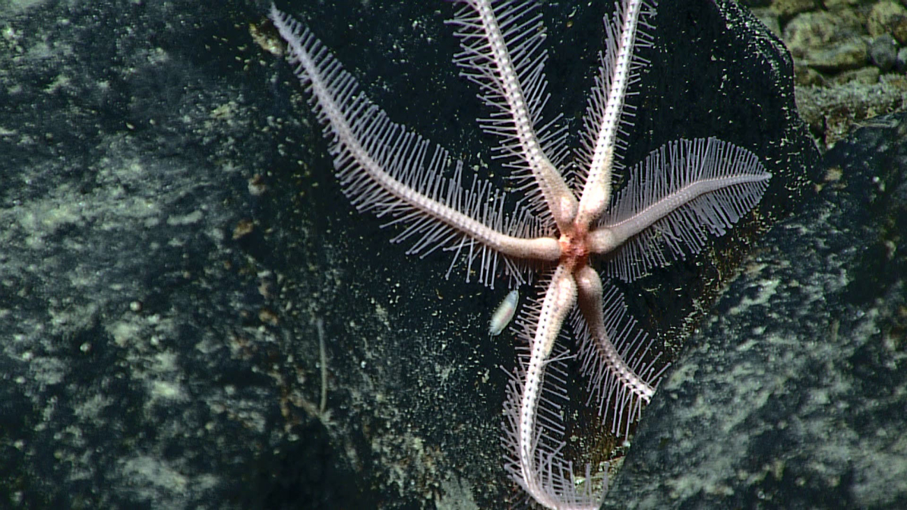 Starfish - family Freyasteridae, Freyastera sp