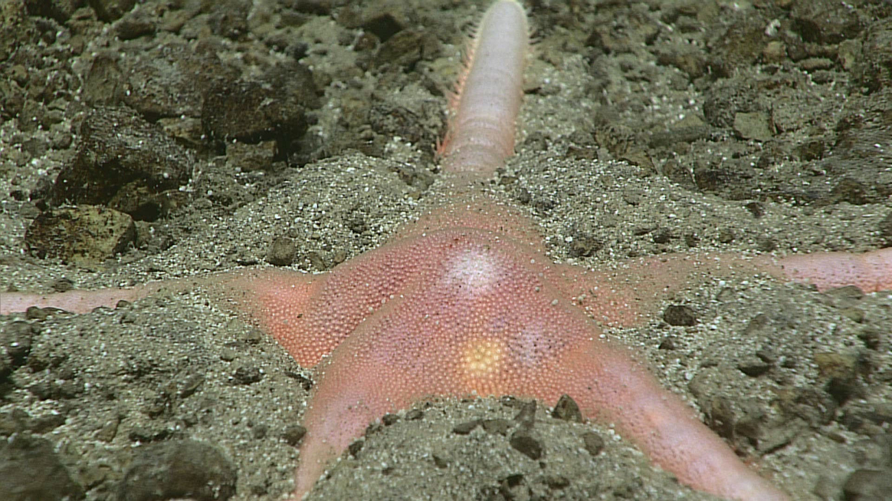 Starfish - family Astropectinidae, Dytaster sp