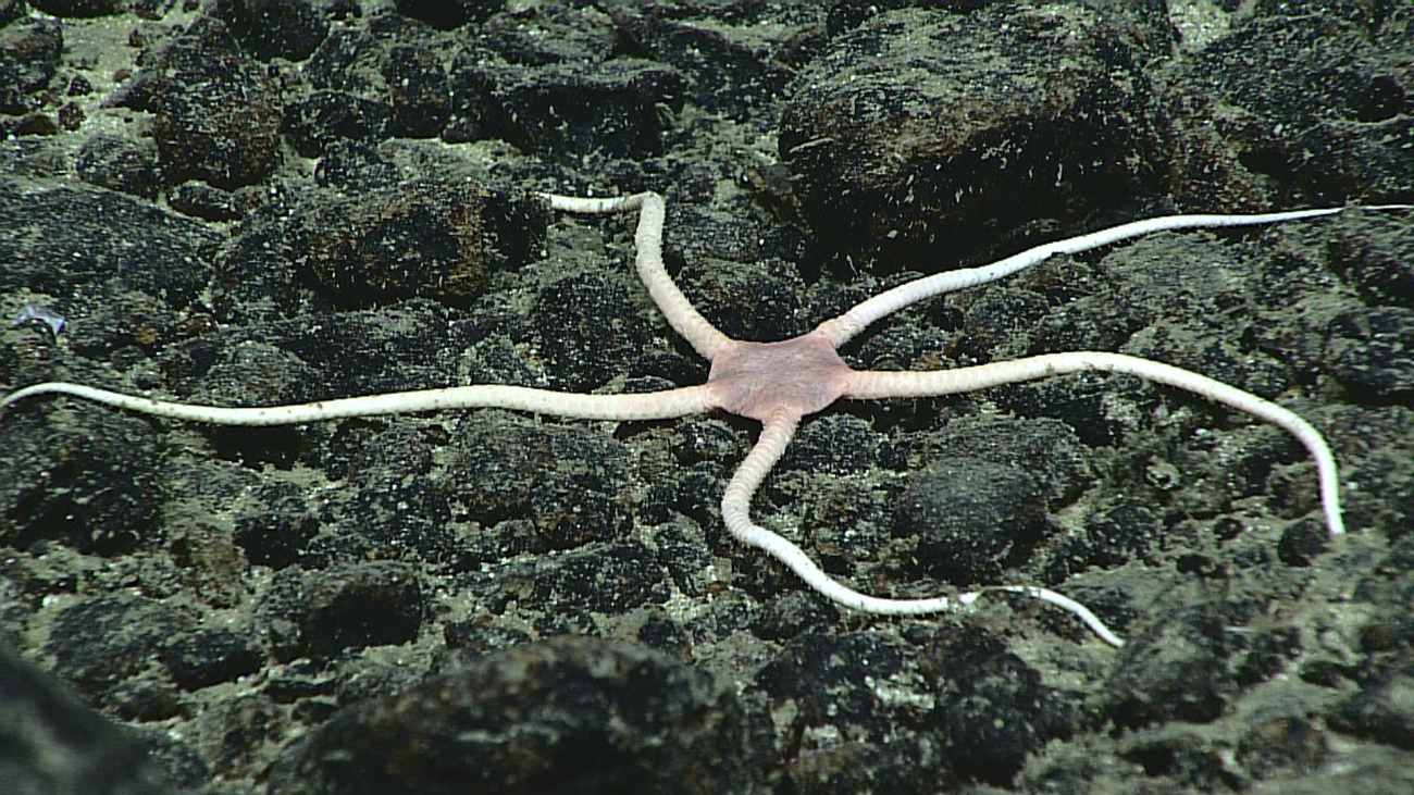 Brittle star - family Ophiuridae