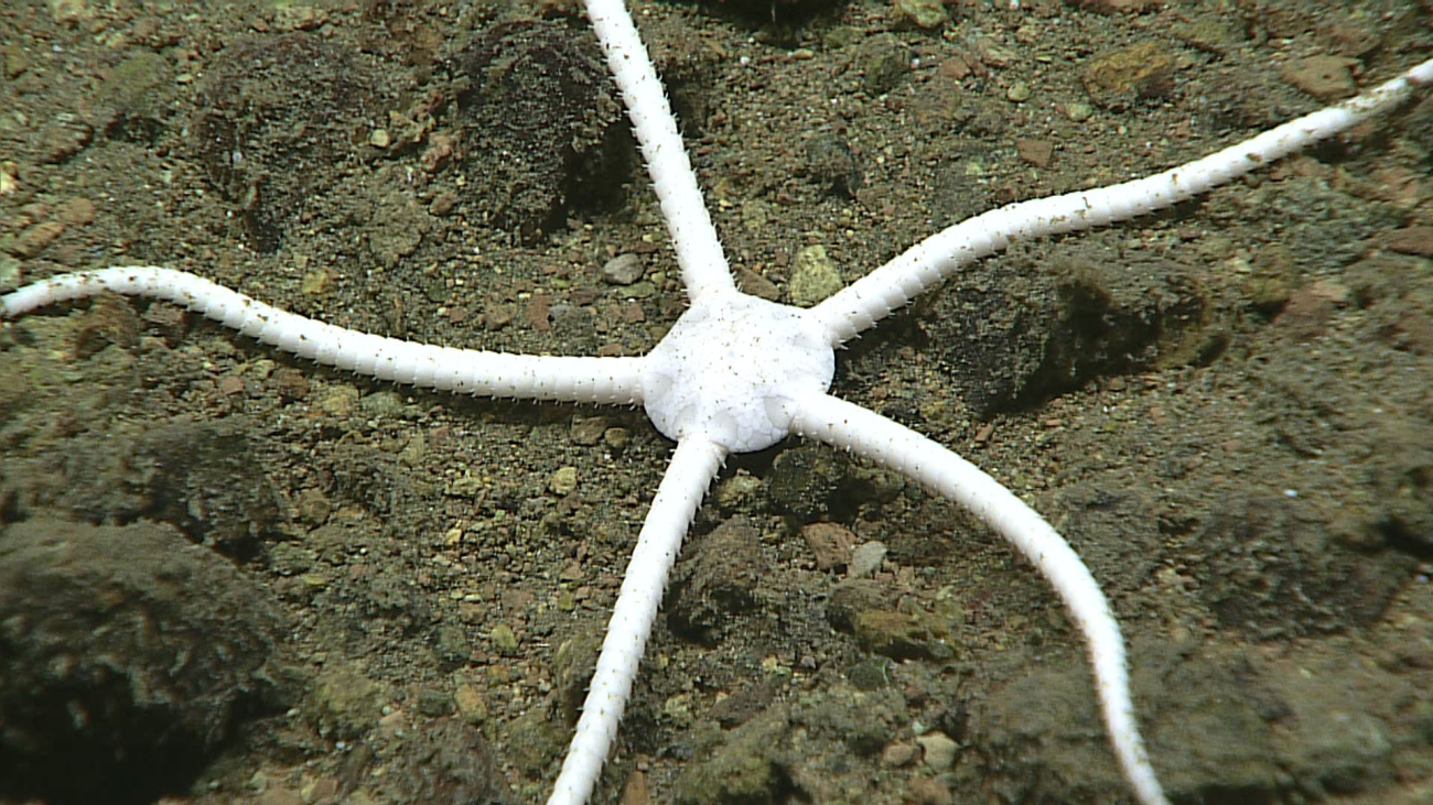 Ophiuroid brittle star