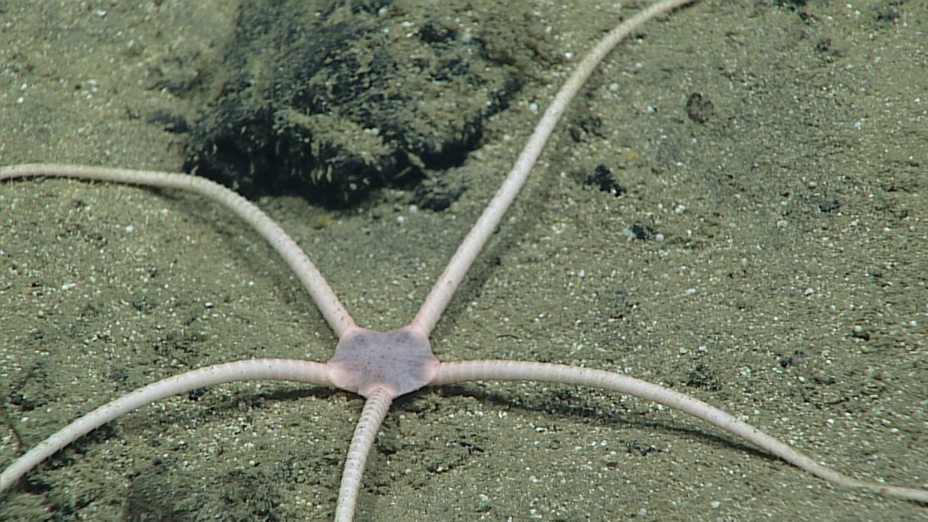 Brittle star with raised legs - possibly a hunting strategy or possiblyreleasing gametes or eggs