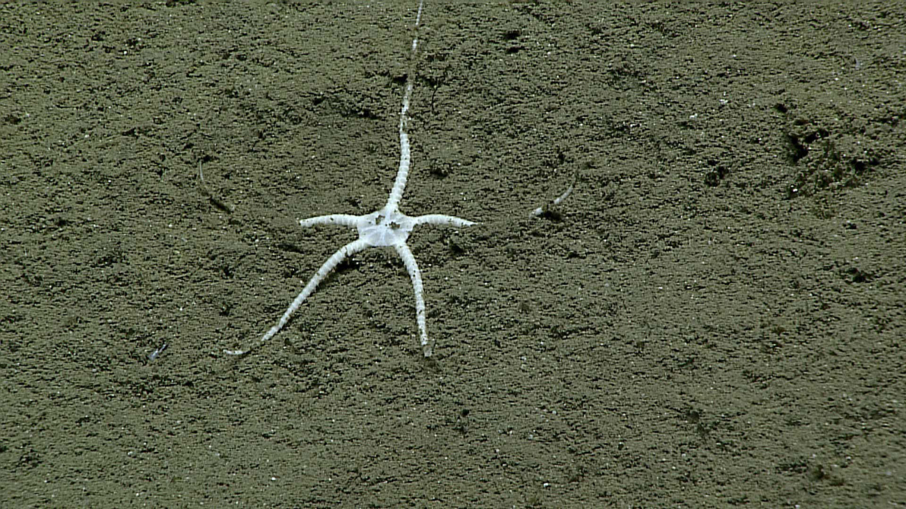 Ophiuroid brittle star partially buried in sediment