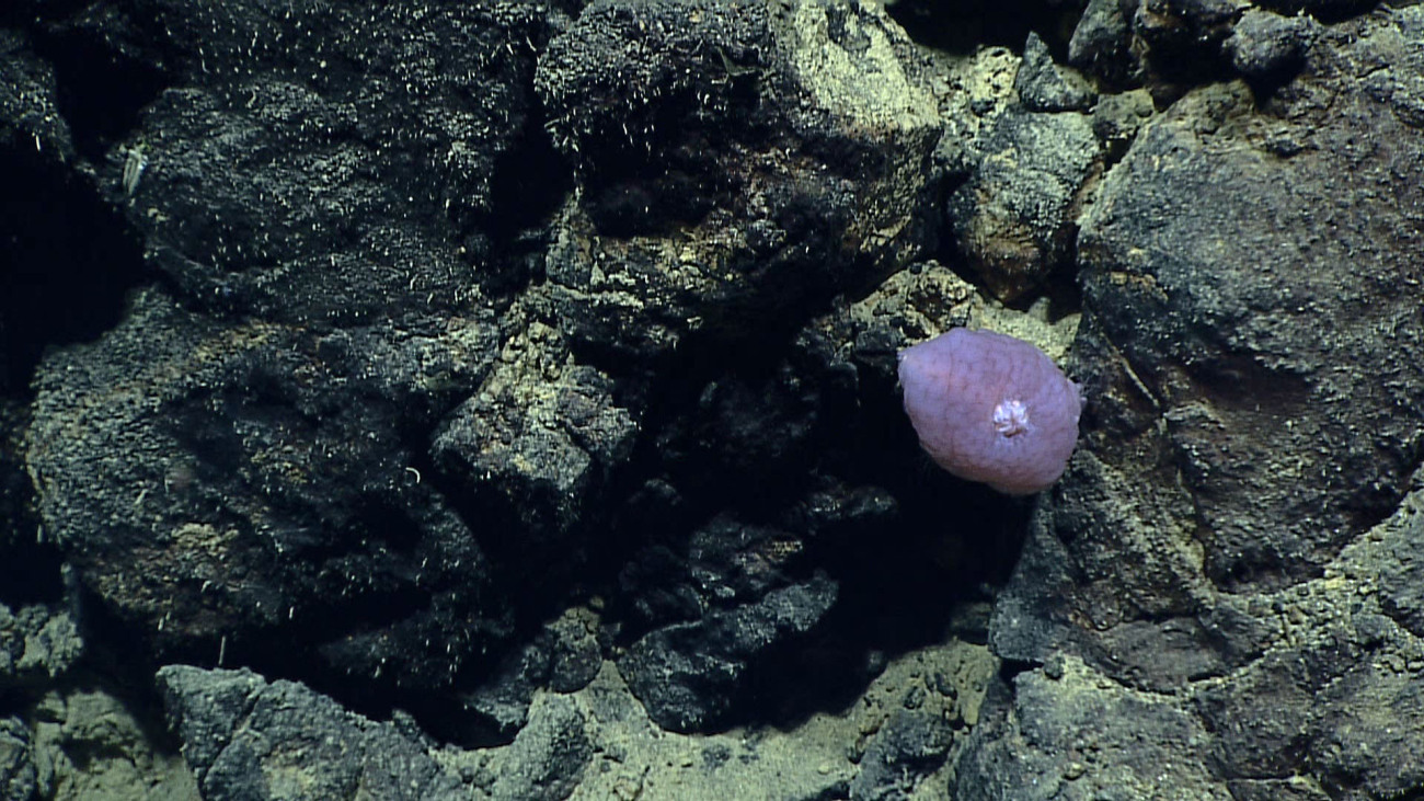 A purple slime star - family Pterasteridae, Hymenaster sp