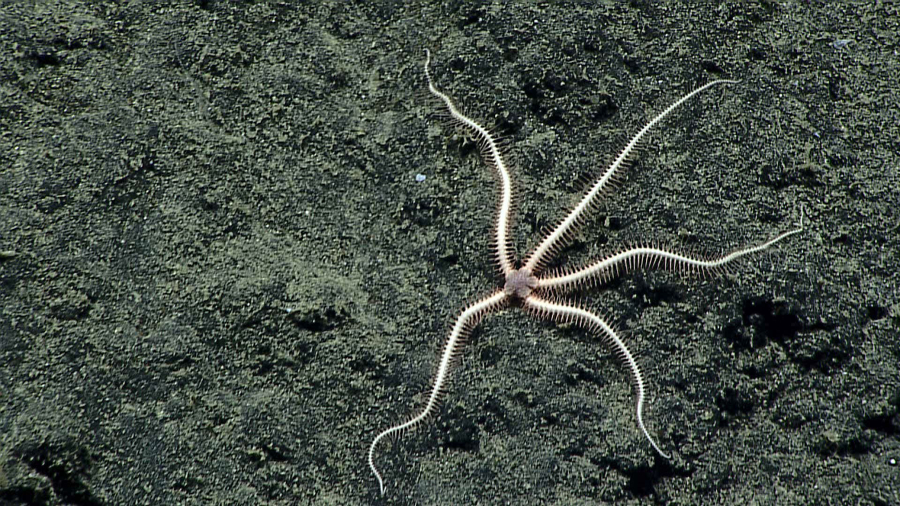 Brittle star - perhaps family Ophiacanthidae